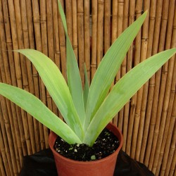 Iris Germanica