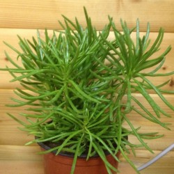 Senecio Cylindricus