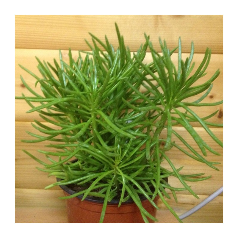 Senecio Cylindricus