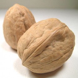 Nogal