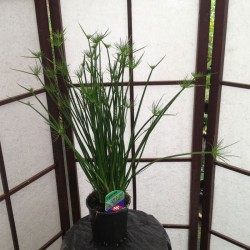 Cyperus Haspan