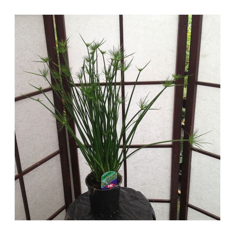 Cyperus Haspan