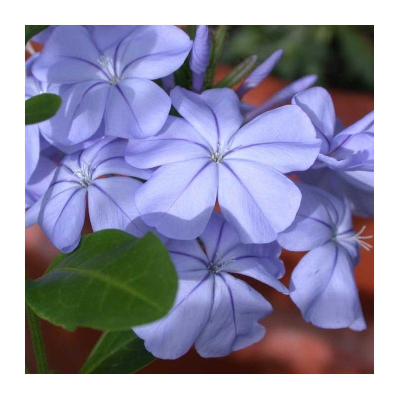Plumbago Campensis