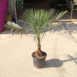 Copernicia Alba