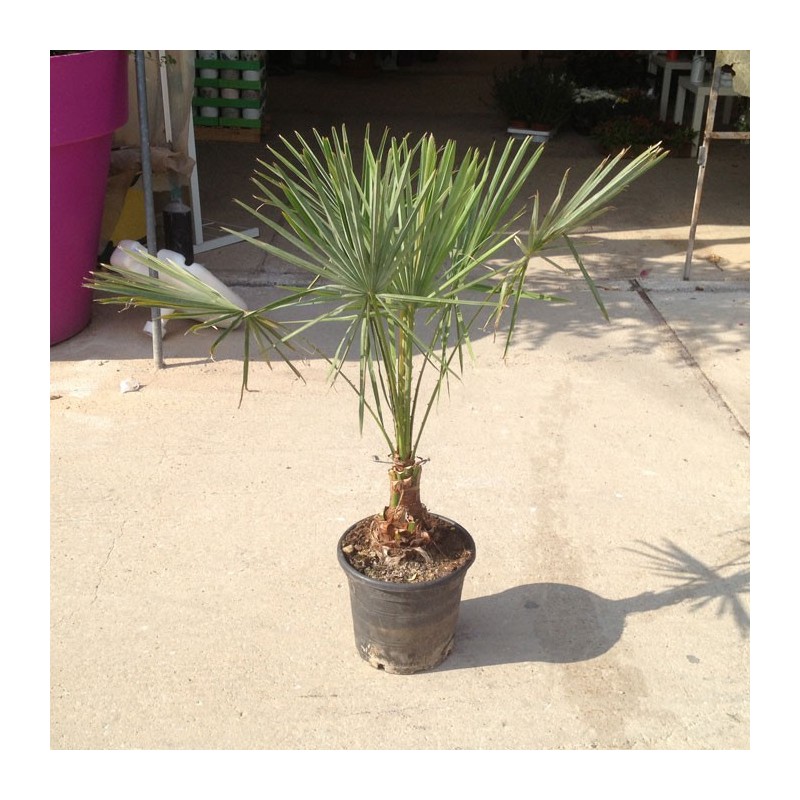 Copernicia Alba