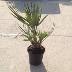 Nannorrhops ritchiana