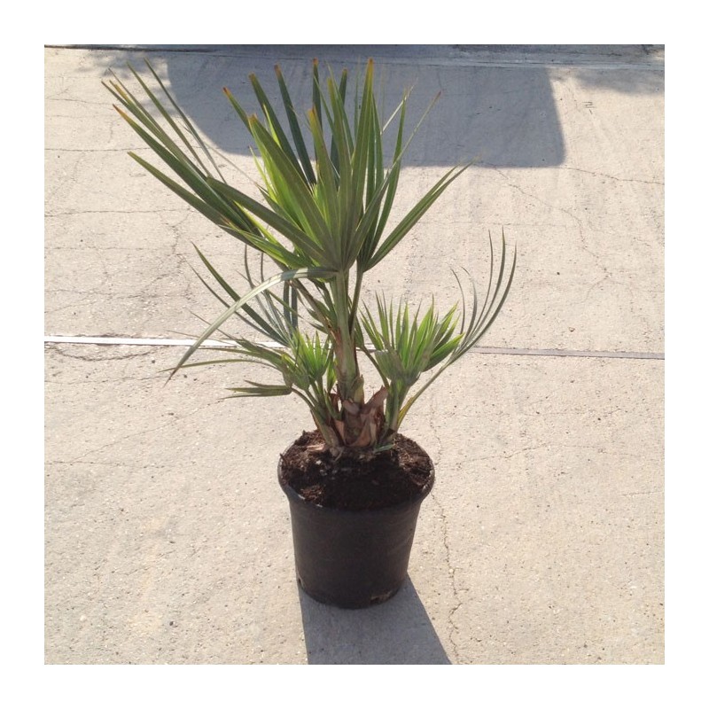 Nannorrhops ritchiana