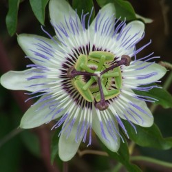 Passiflora caurilea