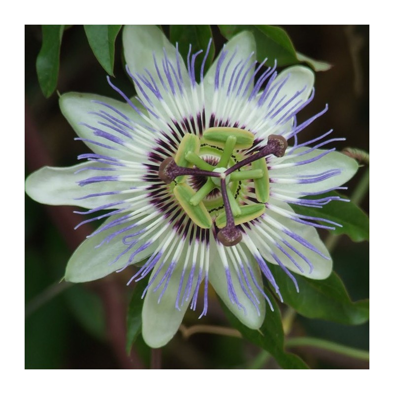 Passiflora caurilea