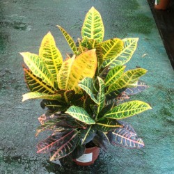 Croton petra