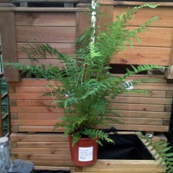 Dicksonia antarctica
