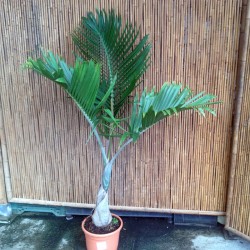 Hyophorbe lagenicaulis