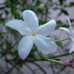 Jazmín officinalis