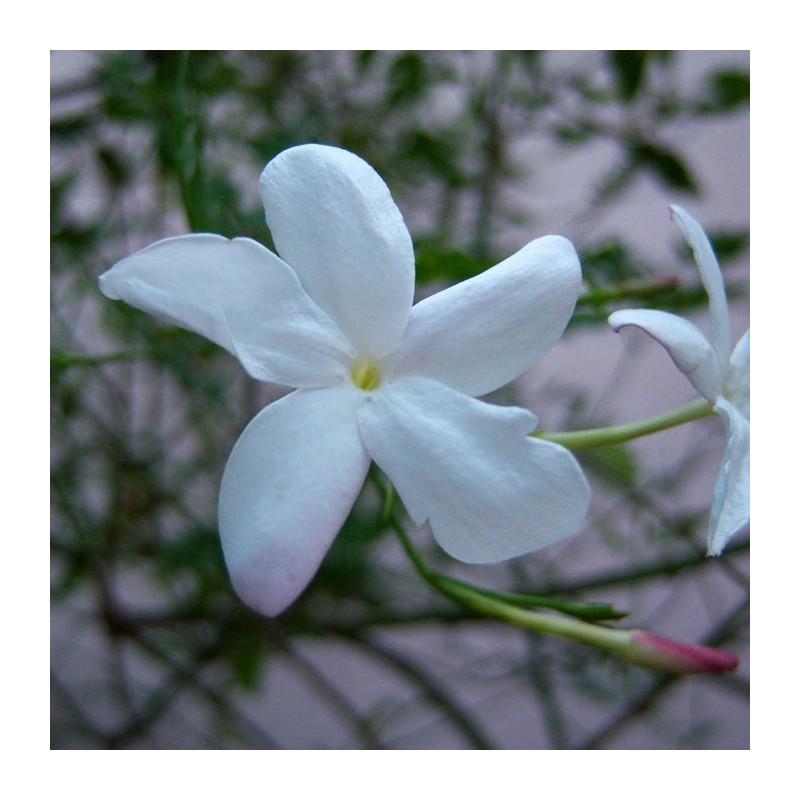 Jazmín officinalis