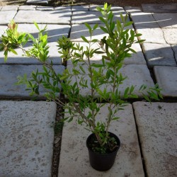 Callistemon citrinus...