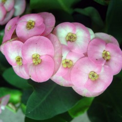 Euphorbia milii
