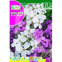 Semillas violeta de los...