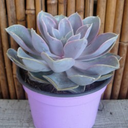 Echeveria perla de nuremberg
