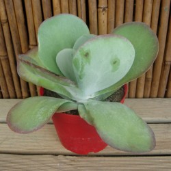 Kalanchoe thyrsiflora