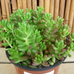 Sedum rubrotinctum