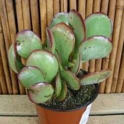 Cotyledon orbiculata