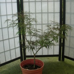 Acer palmatum dissectum garnet