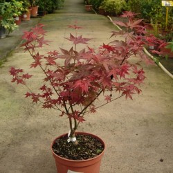 Acer palmatum deshogo