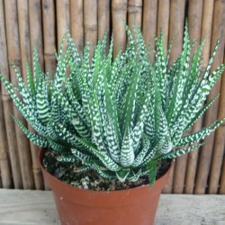 Haworthia attenuata big band