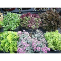 Sedum variado