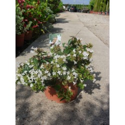 Abelia grandiflora postrata