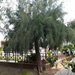 Casuarina equisetifolia