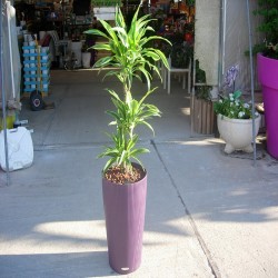 Dracaena deremensis lemon