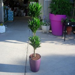Dracaena compacta