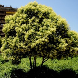 Ligustrum japonica