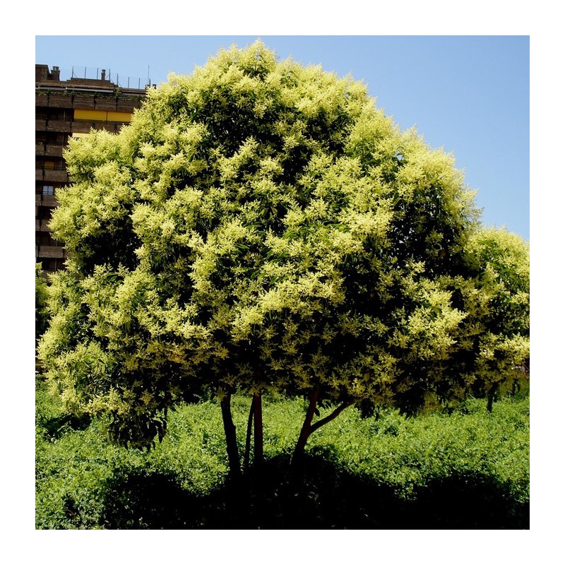 Ligustrum japonica