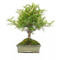 Bonsái zanthoxylum piperitum