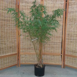 Fargesia rufa