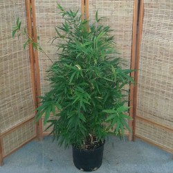 Semiarundinaria makinoi