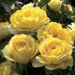 Rosal trepador gold symphonie
