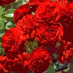 Rosal trepador tilt symphonie