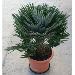 Chamaerops humilis vulcano