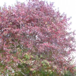 Liquidambar styraciflua  