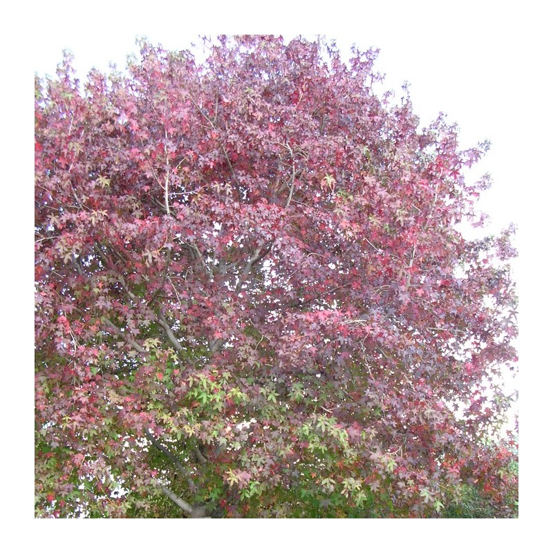 Liquidambar styraciflua  