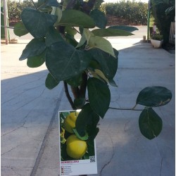 Membrillo gigante de portugal