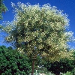 Sophora japonica