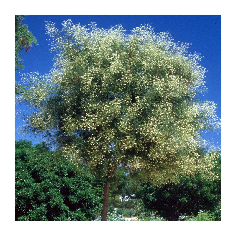 Sophora japonica