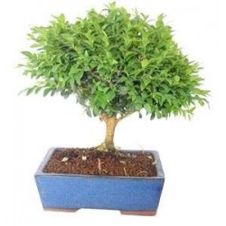 Bonsái buxus sempervirens