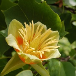 Liriodendron tulipifera