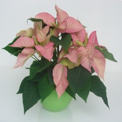 Poinsettia cinnamon star kai
