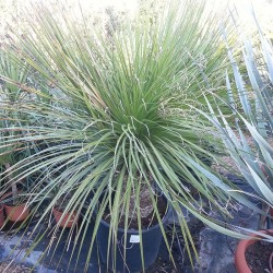 Dasylirion serratifolium
